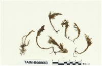 藏品(東亞羽枝苔)的圖片